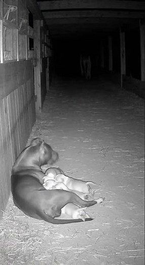 Creepy Creature Attacks Puppies — Both Pitbulls Fight Back | Night CCTV