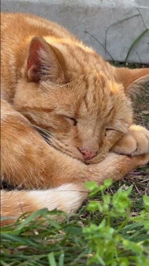 Ginger Cat Napping #gingercatsofyoutube #gingercat #gotosleep #birdsongrelaxation #peaceful