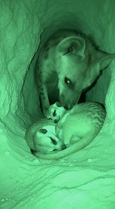 Hyenas Run Away After Meerkat’s Powerful Fart — Funniest Wild Moment! A hilarious and unexpected moment from the African wild! A pack of hungry hyenas slowly approached a tiny meerkat resting near its burrow. The tension built as the hyenas moved closer, ready to attack—until something unbelievable happened. The meerkat suddenly released a loud fart with full pressure, and the reaction was priceless! The hyenas instantly jumped back, confused and shocked, before sprinting away as fast as they co