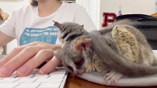 飼い主と離れない小さな猿の日常