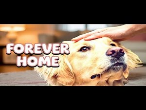 Exposing Top 5 Scary Facts About Pet Adoption