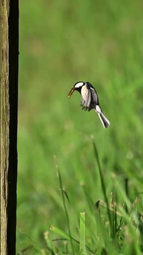 シジュウカラの子育てをNikon z8のオートキャプチャーで撮影しました。c120高速連写動画 #birds #wildlife #シジュウカラ