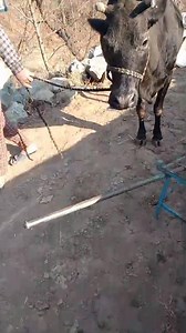 15K views · 265 reactions | Cow for sale +91 99061 17510 milking cows #landofkashmir 2nd lactation 15 day pending delivery ko Rs 57000 Milk 9 litr Location sirhama Anantnag Agar kisi bhi ko add karwana hai too call 9797287855 | Land of Kashmir | Facebook