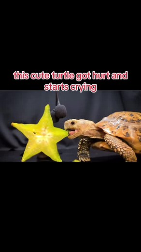 Turtle Eating Fruit ASMR | Cute Animals Mukbang