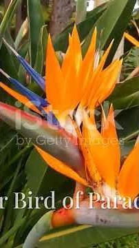 How to Grow and Care for Bird of Paradise Plants