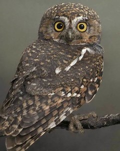 Elf owl - Alchetron, The Free Social Encyclopedia