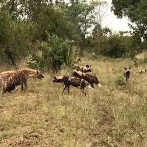 29K views · 38 shares | Hyenas vs wild dogs | Lovely | Facebook