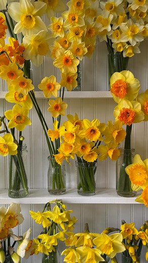 Erin Benzakein - Floret on Instagram: "A study in yellow.  Daffodil varieties pictured left to right. Top row: Slice of Life, Myrtle’s Favorite, Derringer, Golden Echo, Spring Sunshine, Arkle Middle row: Compass, Pacific Rim, Kedron, Dear Corrine, Modern Art, Delibes Bottom row: Outright Orange, Hawaiian Skies, Hillstar, Golden Salome, Garden Opera, Ferris Wheel, Tom Pouce, Pride of Lions #ayearinflowers"