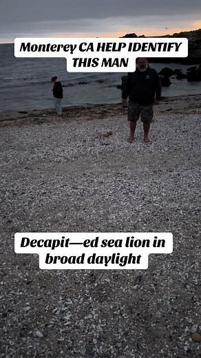 8:40 PM JULY 27,2025 POINT PINOS BEACH My friend and I went to point pinos for a late sunset walk. Only to walk up on a man and his daughter absolutely violating a dead seal. He had a huge hunting (or bone) knife and was sawing away at its head. His daughter standing near holding a ziplock bag. Several families with kids playing in the sand not even 10 ft away witnessing this. When I confronted him about it, he initially told me to mind my business but I didn’t. He Then stated that he was doing