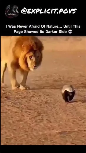 wildanimalshorts98 on Instagram: "𝐖𝐀𝐑𝐍𝐈𝐍𝐆: @wild.torture shows brutal wildlife videos 🩸🔞 follow @wild.torture for more! 日本利用压电瓷砖将脚步转化为电能。这些瓷砖捕捉来自你脚步的动能。当你行走时，你的重量和动作会对瓷砖产生压力。瓷砖会轻微弯曲，从而产生机械应力。瓷砖内部的压电材料将这种应力转化为电能。每一步都会产生少量电荷，而数百万步结合在一起就能产生足够的电力来驱动 LED 灯、数字显示屏和传感器。在像涩谷车站这样繁忙的地方，每天大约有240万个脚步为这一系统作出贡献。这些电能可以被储存或立即使用，从而减少对传统电力来源的依赖，并支持可持续的城市基础设施。这种方法将日常运动转化为实用的可再生能源 ＃日本 #知识＃事实 #你知道吗#推荐#科技 #创新 ＃历史 技术 实验热门 日本利用压电瓷砖将脚步转化电能。这些瓷砖捕捉来自你脚步的动能。当你行走时，你的重量和动作会对瓷砖产生压力。瓷砖会轻微弯曲，从而产生机械应力。瓷砖内部的压电材料将这种应力转化为电能