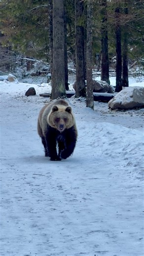TATRY 🇸🇰🇵🇱 on Instagram: "🚨 UWAGA – NIEDŹWIEDŹ NA SZLAKU! 🚨 Na trasie turystycznej Kościelisko ➝ Ornak wczoraj ok. 9:30 pojawił się niedźwiedź poruszający się bezpośrednio po szlaku. Prosimy o maksymalną ostrożność: • nie zbliżajcie się • nie uciekajcie • nie dokarmiajcie • zachowajcie dystans i spokój • jeśli to możliwe, wybierzcie inną trasę ‼️ Szanujmy dziką naturę i dbajmy o bezpieczeństwo. ‼️ 🎥 @przemyslawbranka #tatry #danger #tatry_official #bear #zakopane"