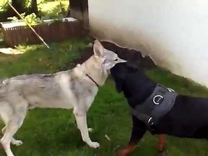 Rottweiler vs. Wolf