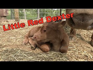 Dexter Calf Birth Up Close!