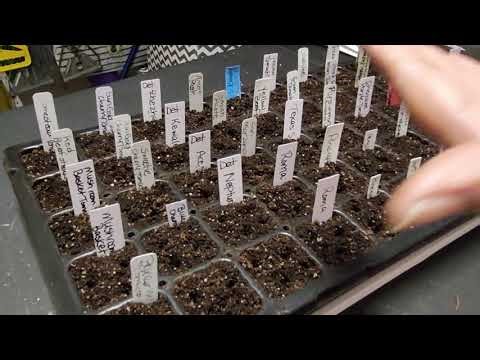 Seed Starting Tomatoes
