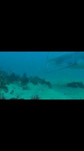 76K views · 757 reactions | The best from an hours footage, I took in 14m of water. It was fish everywhere, till the big boss turned up in the end. A true pecking order 麗麗麗 | Trapman Australia | Facebook