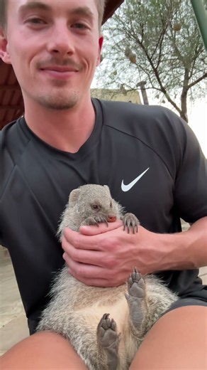 The sweetest rescue mongoose in the world 🥺🥰 #animals #animalshorts #wildlife #cute