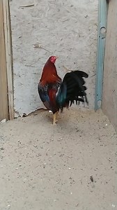 Pure kelso since 1984 | Bobby Boles Asil and lacy Roundheads