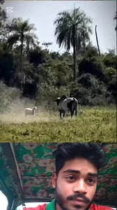 81K reactions · 2.3K shares | Mdsaifu Saiful on Reels | Facebook