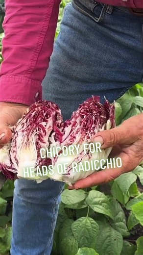 Chicory Heart: From Seed to Harvesting | Charles Dowding Tips