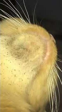 Satisfying cat scratched her acne chin using her own nails to relieve itchy