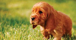 110  Red Dog Names [For Fiery-Haired Furballs] - My Dog's Name