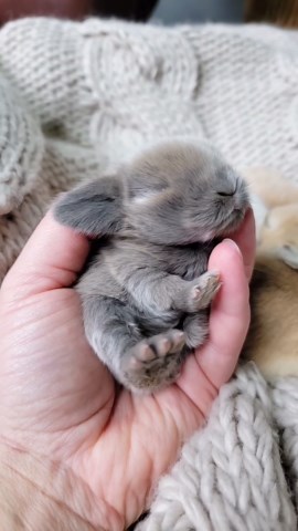 Blue Clover Rabbitry on Instagram: "The tiny toe twitch gets me every time! 🥹 . . We have a lot of changes coming for 2024! I've absolutely loved Vienna marked bunnies, and the extreme vm have my heart! We are restructuring our rabbitry a bit with new mama and papa buns! Visit our "Mama + Papa Buns" page on our website to meet our new buns! We will be re-homing a few of our does to pet homes only! Please visit our "Re-homing" page on our website under the bunnies to ad.pt page! Hope, Emmie, and