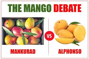 Mankurado vs Alphonso: Which Mango Tastes Better? Have Your Say