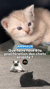 Que faire face à la prolifération des chats errants ? Comment limiter la surpopulation de chats dans nos villes ? Chaque année, au printemps, les naissances de chatons issus de chats errants explosent dans les rues et les parcs de certaines communes. Quelles sont les solutions ? #chats #chatons #stérilisation #chatserrants | France 3 Bretagne