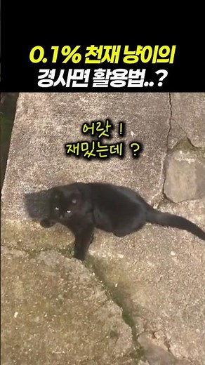 The cat that turned an ordinary spot into a secret playground