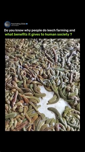 Fascinating Globe on Instagram: "Leech farming is done to raise medicinal leeches in controlled conditions for medical use. Their saliva contains hirudin and other substances that prevent blood clots, reduce swelling, improve circulation, and help heal tissues. This benefits humans by aiding surgeries (like reattaching limbs), treating varicose veins, arthritis, skin issues, and poor blood flow naturally, while also creating a profitable business."