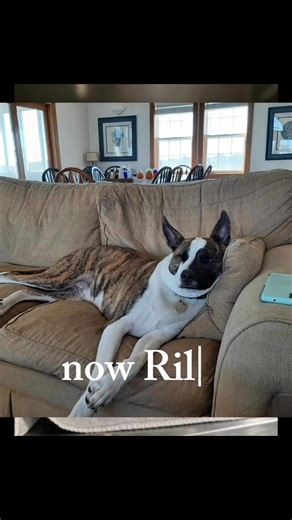 Why do we do our jobs? Here’s a simple answer: to be the voice these animals need and to make a difference for them, since they can’t. 2025 was a great year for many and receiving updates on how life is now for our Alumni keeps us going day after day❤️‍🩹 Thank you everyone, who chooses adoption to save a life! Thank you to the wonderful families who adopted from us over the years💛 #Thankyou #weareyourcityshelter #lovewins #raccalumni | Richmond Animal Care & Control