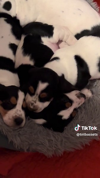 T-n-T Bassets on TikTok