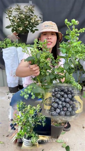 3 Bí quyết để cây Việt Quất ra hoa đậu quả rực rỡ tại xứ nóng 🌿☀️#nhavuonnamvan #caycanh