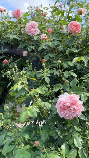 79K views · 18K reactions | The ‘Colette’ roses are just beginning to bloom!!!  Other than a bit of pruning I need to do over the pathway, this area is filling in nicely. 殺 | Garden Answer | Facebook