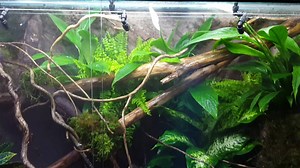 6.1K views · 55 reactions | Here is the video we forgot to upload weeks ago. Chinesse water dragon in DDREPTILES semi-aquatic vivarium (exclusive setup). Size 4x2x4ft (120x60x120cm). | DDReptiles | Facebook