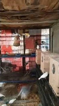 daily routine short clip 2 and daily live stream with white java sparrow watch like comment share