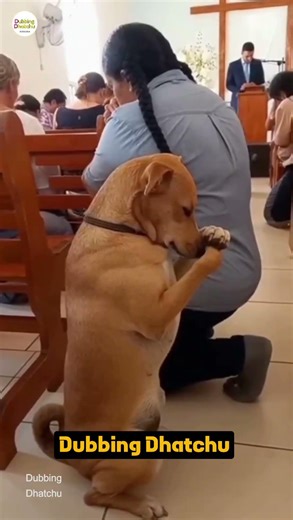 ஸ்தோத்திரம் ஆண்டவரே 😂 #funny #cat #shorts #shortsfeed #animals #comedy #dogvoiceover