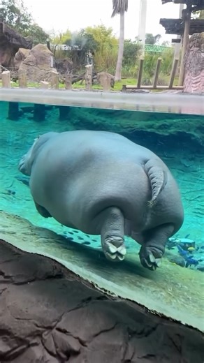 5.3K views · 59 reactions | Have you ever seen a hippopotamus...