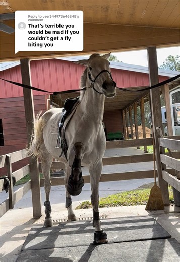 Replying to @user344973646848 yeah let’s call animal control to remove this poor horse from the terrible conditions he is being kept in. I mean he is being assaulted by a single house fly th size of a fruit fly. I swear to god, this was the smallest fly I have ever seen.