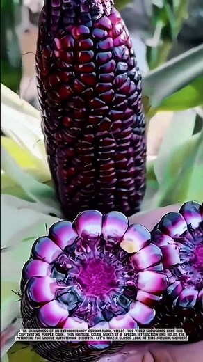Harvesting Stunning Rare Purple Corn! #AgriculturalInnovation