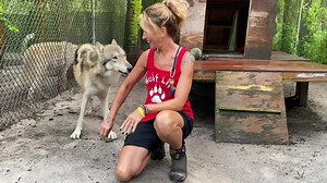 Senior Volunteer, Renae, talks about the fur coat of wolves and its importance for #wolfawarenessweek #saveourwolves #funfact #shywolfsanctuary | Shy Wolf Sanctuary