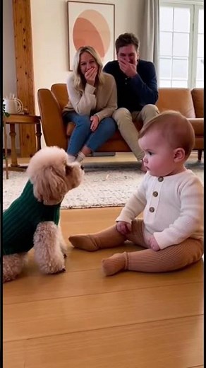 初めて犬に文句を言われた赤ちゃん、どうしていいか分からず固まってしまう。。。#dog #baby #cute #funny #shorts #shortvideo #赤ちゃん #トイプードル