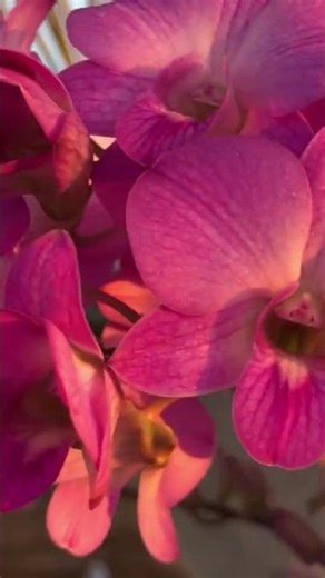 Orchids beautiful flower