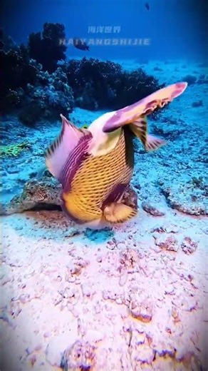 Exploring the Ocean's Wonders