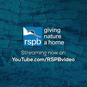 35K views · 4.3K reactions | Check it out ! A new nest cam from RSPB Love Nature showcasing one of the smartest looking BOP out there , the goshawk . Watch all the action unfold 24/7 at youtu.be/uz9qzqyCSwU | Chris Packham | Facebook