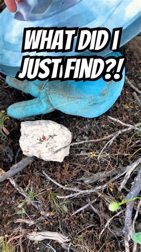 Did I just find the Cookie Monster hidden in the desert? Download the Geocaching app to play! 👀