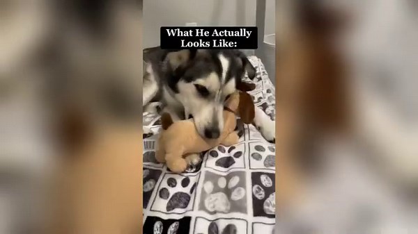Normal Dogs vs. Huskies🤣🐕 /Normal Dogs Vs. My Dog Compilation
