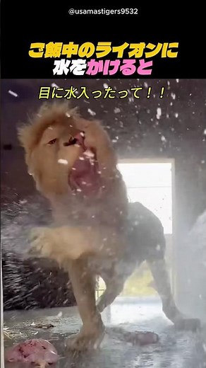 ご飯中のライオンに水をかけると