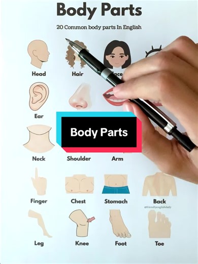 20 common body parts in English 👀 Learn these basic words to speak more confidently in everyday American English 🇺🇸. Save this and practice daily! #learnenglish #englishvocabulary #americanenglish #bodyparts #esl
