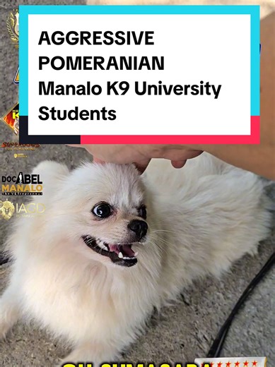 Understanding Aggressive Pomeranian Behavior